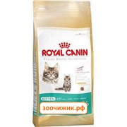 Сухой корм Royal Canin Kitten Maine coon для котят (для крупных пород) (2 кг)