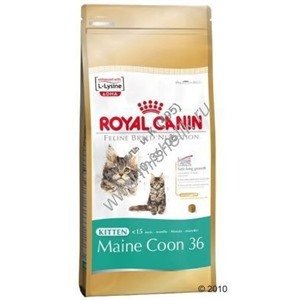 RC Kitten Maine Coon 36 (Киттен Мейн Кун)  0,4 кг (специальное питание для котят породы Мэйн Кун, а также для котят крупных пород: сибирских, норвежских лесных и других )