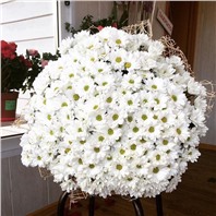 Букет из 35 кустовых хризантем