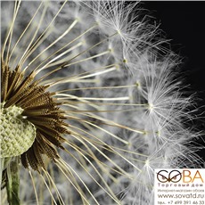 Декор Taraxacum 3  10х10 купить по лучшей цене в интернет магазине стильных обоев Сова ТД. Доставка по Москве, МО и всей России